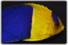 Bicolor Angelfish